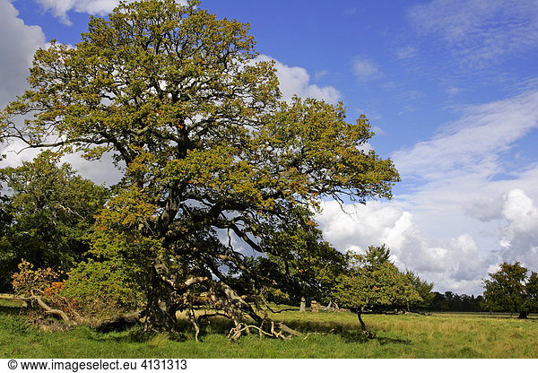 Mächtige uralte Eiche mit beginnender Herbstfärbung - Stieleiche (Quercus robur)