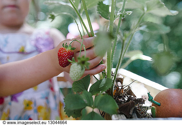 Mädchen berührt Erdbeerpflanze in der Mitte