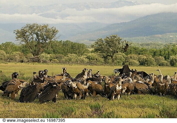 Mönchsgeier und Gänsegeier  Extremadura  Extremadura  Spanien  Europa