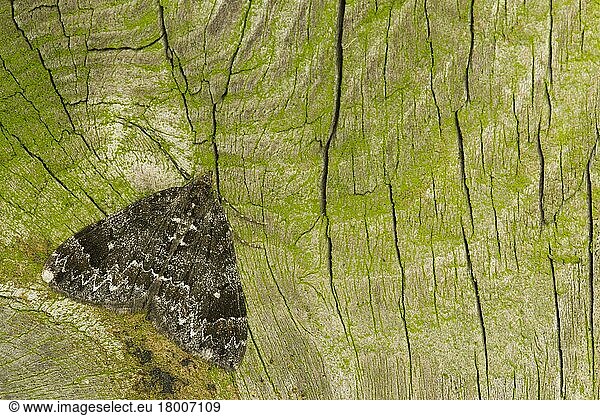 Möndchenfleckenbindenspanner  Winkelbandblattspanner  Insekten  Motten  Schmetterlinge  Tiere  Andere Tiere  Common Marbled Carpet