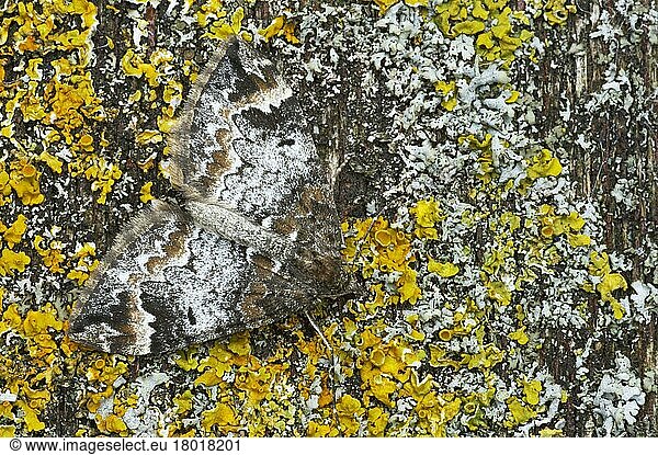 Möndchenfleckenbindenspanner  Winkelbandblattspanner  Insekten  Motten  Schmetterlinge  Tiere  Andere Tiere  Common Marbled Carpet