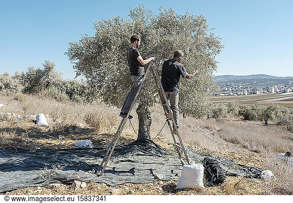 Männer bei der Olivenernte am Olivenbaum  Zababdeh  Westjordanland  Palästina.