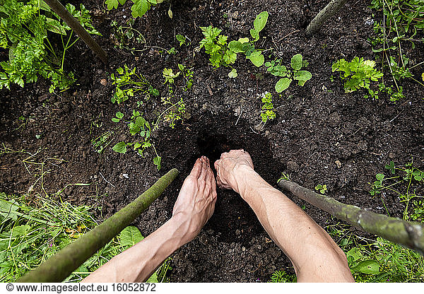 Männerhände graben Erde inmitten von Pflanzen im Biogarten