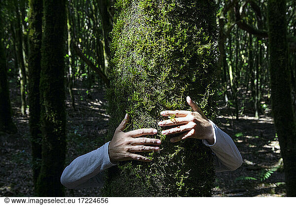 Männerhand  die einen Baumstamm im Wald des Nationalparks Garajonay  La Gomera  umarmt