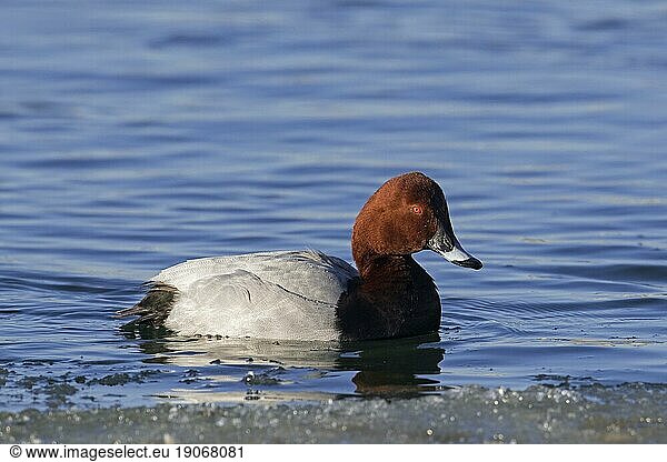 Männliche Tafelente (Aythya ferina) im Brutkleid schwimmt im Winter im Wasser eines Sees