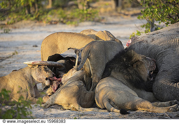 Männliche und weibliche Löwen  die sich an toten Elefanten weiden  Moremi-Reservat  Botswana