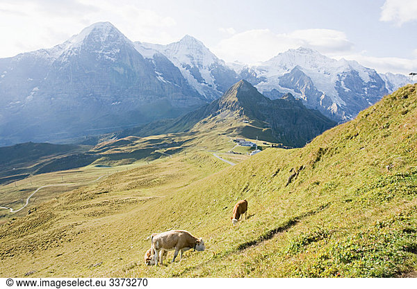 Männlichen  Bernese Oberland  Switzerland