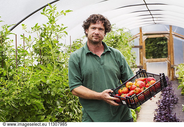 Männlicher Gärtner in einem Polytunnel und einer Kiste mit frisch gepflückten Tomaten.