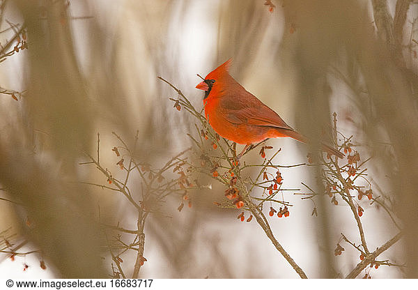Männlicher Kardinal im Winter auf einem Busch sitzend