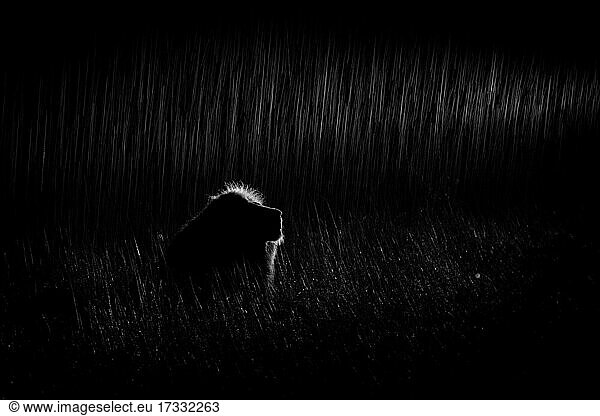 Männlicher Löwe  Panthera leo  sitzt in der vom Scheinwerfer beleuchteten Dunkelheit