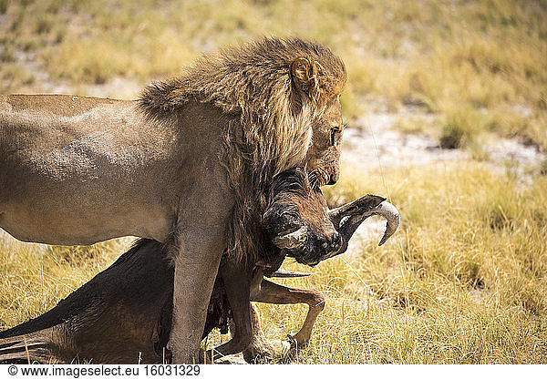 Männlicher Löwe und totes Gnu  Kalahari-Wüste
