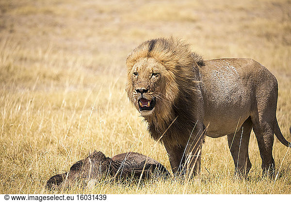 Männlicher Löwe und totes Gnu  Kalahari-Wüste