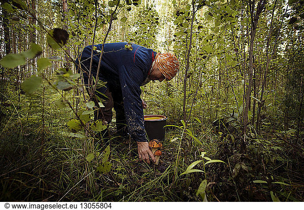 Männlicher Landarbeiter sammelt Pilze in Bio-Farm