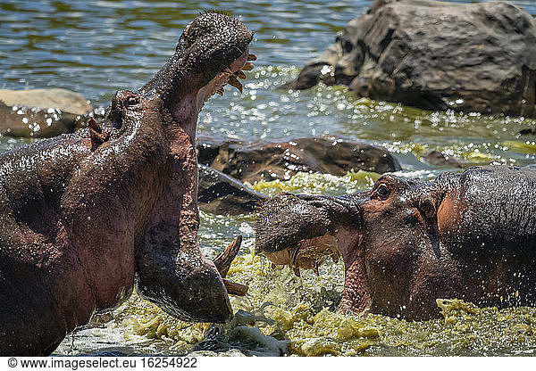 Männliches Nilpferd (Hippopotamus amphibius) im Wasser mit weit geöffnetem Maul  das ein anderes Nilpferd einschüchtert; Tansania