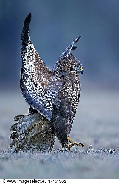 Mäusebussard (Buteo buteo) einen Artgenossen abwehrend  Schneelandschaft  Biosphärenreservat Mittelelbe  Sachsen-Anhalt  Deutschland  Europa