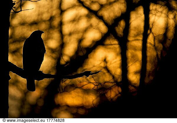 Mäusebussard  Mäusebussarde (Buteo buteo)  Bussard  Bussarde  Greifvögel  Tiere  Vögel  Common Buzzard adult  perched on branch in woodland  Silhouette at sunset  Yorkshire  England  november (captive)