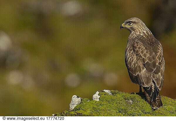 Mäusebussard  Mäusebussarde (Buteo buteo)  Bussard  Bussarde  Greifvögel  Tiere  Vögel  Common Buzzard adult  perched on moss covered rock  Isle of Mull  Inner Hebrides  Scotland  october