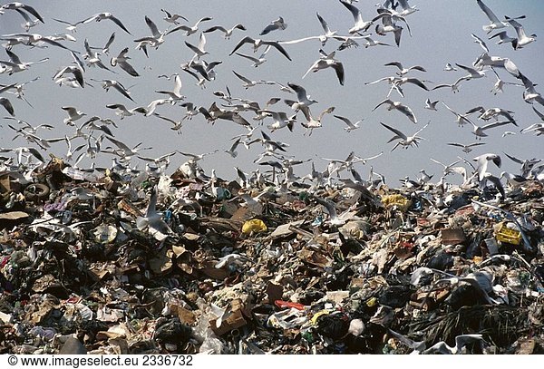 Möwen über Mülldeponie. Bahrain