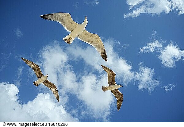 Möwen fliegen über blauem Himmel an der Algarveküste  Portugal  Europa.