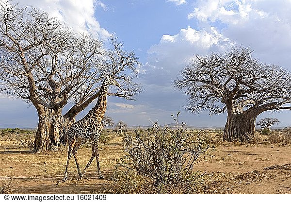 Maasai-Giraffe oder Kilimandscharo-Giraffe (Giraffa camelopardalis tippelskirchi) unter Baobab (auch Affenbrotbaum (nach dem Aussehen der Früchte),  Affenbrotbaum (die weichen,  trockenen Früchte sind essbar),  umgedrehter Baum (die spärlichen Äste ähneln Wurzeln),  Weinsteinbaum genannt) (Adansonia digitata). Ruaha-Nationalpark. Tansania.