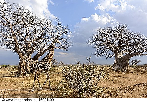 Maasai-Giraffe oder Kilimandscharo-Giraffe (Giraffa camelopardalis tippelskirchi) unter Baobab (auch Affenbrotbaum (nach dem Aussehen der Früchte) Affenbrotbaum (die weichen trockenen Früchte sind essbar) umgedrehter Baum (die spärlichen Äste ähneln Wurzeln) Weinsteinbaum genannt) (Adansonia digitata). Ruaha-Nationalpark. Tansania.