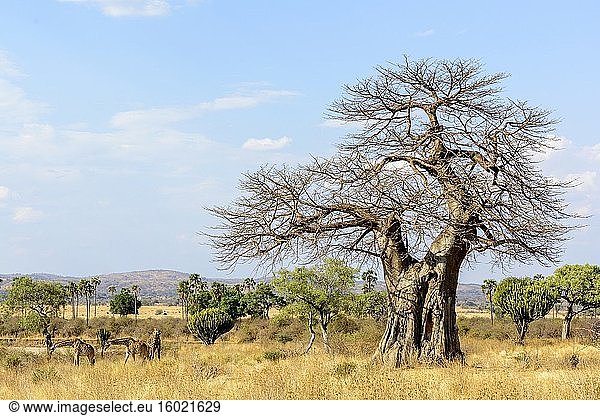 Maasai-Giraffe oder Kilimandscharo-Giraffe (Giraffa camelopardalis tippelskirchi) unter Baobab (auch Affenbrotbaum (nach dem Aussehen der Früchte)  Affenbrotbaum (die weichen  trockenen Früchte sind essbar)  umgedrehter Baum (die spärlichen Äste ähneln Wurzeln)  Weinsteinbaum genannt) (Adansonia digitata). Ruaha-Nationalpark. Tansania.