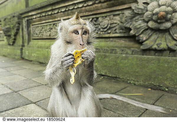 Macaque eating banana at old ruin temple  Bali  Indonesia