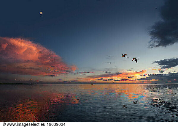 Macaw parrots flying over the Amazon River at sunset
