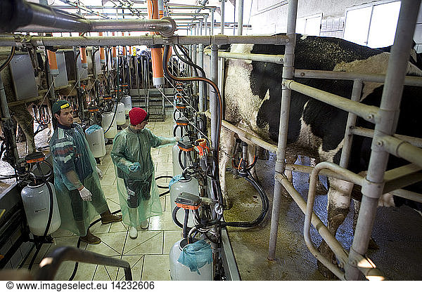 Machine milking  Pezzaviva farm  Torre Santa Susanna  Puglia  Italy