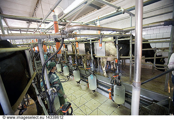 Machine milking  Pezzaviva farm  Torre Santa Susanna  Puglia  Italy