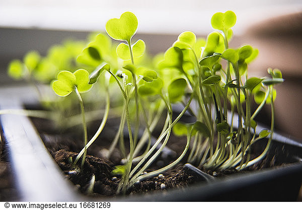 Macro Arugula Seedlings and Micro Greens sprouting