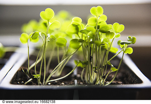 Macro Closeup Detail Arugula Seedlings and Micro Greens sprouting