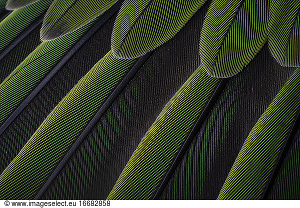 Macro details of a parrot colorful parrot feathers
