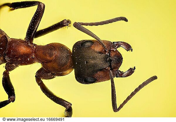 Macro Focus Stacking picture of Red Wood Ant (Formica rufa) in Devon in England  UK