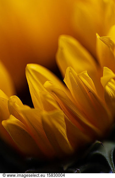 Macro image of sunflower petals