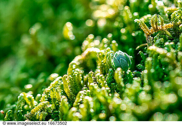 Macro of the green fresh moss