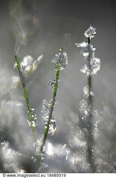 Macro photography of frosted blades of grass