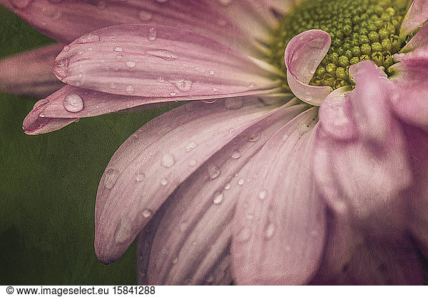Macro purple flower with water drops curly petals and green center