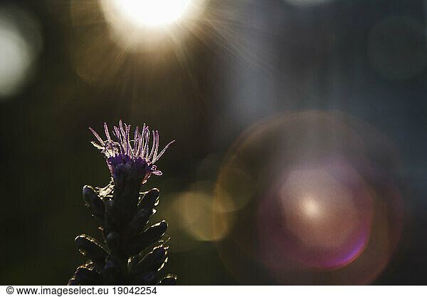 Macro shot of pretty light hitting the top of purple flower