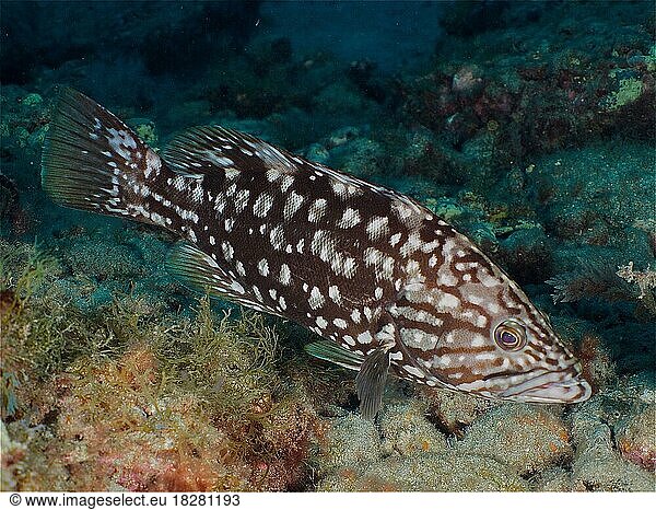 Macronese grouper (Mycteroperca fusca) . Dive site El Cabron Marine ...