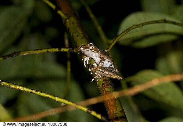 Madagaskarfrosch  Madagaskarfrösche  Amphibien  Andere Tiere  Frösche  Tiere  Madagascan tree frog