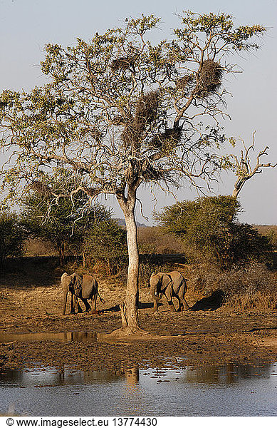 Madikwe-Wildreservat