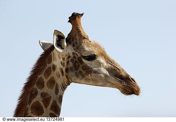 Madikwe Wildreservat  Safari  Giraffe  Südafrika.