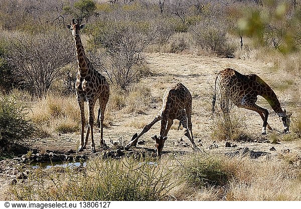 Madikwe Wildreservat Safari Giraffen Südafrika.