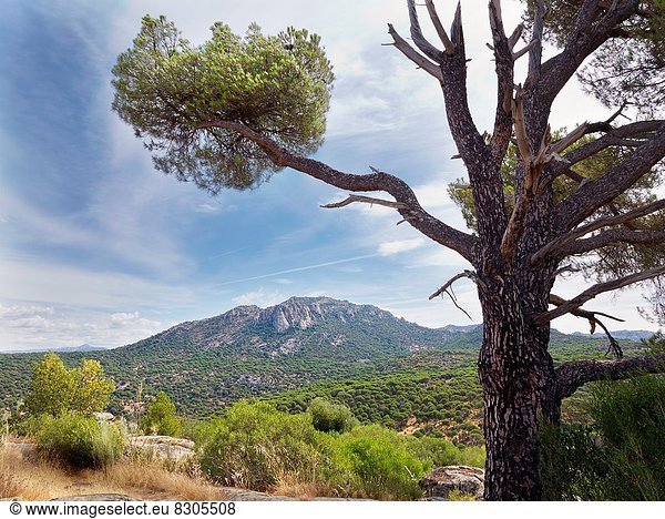 Madrid Hauptstadt Hügel Kiefer Pinus sylvestris Kiefern Föhren Pinie Spanien