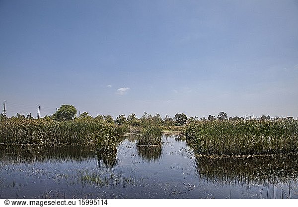Madrona Marsh Wetlands is a vernal freshwater marsh and is approximately 43 acres. torrance  California  USA.