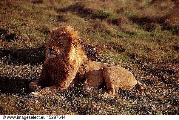 Maennlicher LÃ¶we  Loewe  Panthera leo  SÃ¼dafrika  Suedafrika