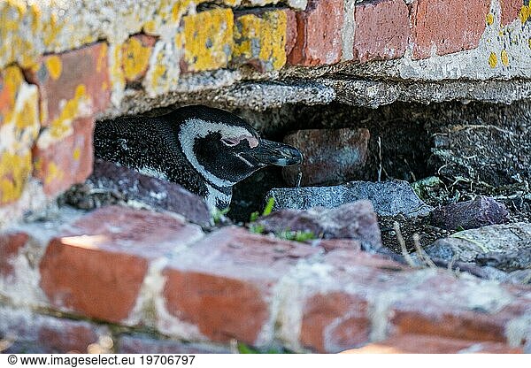 Magellanpinguin (Spheniscus magellanicus) in seinem Nest unter einem verlassenen Leuchtturm  Provinzreservat der Insel Pinguino  Puerto Deseado  Provinz Santa Cruz  Argentinien  Südamerika