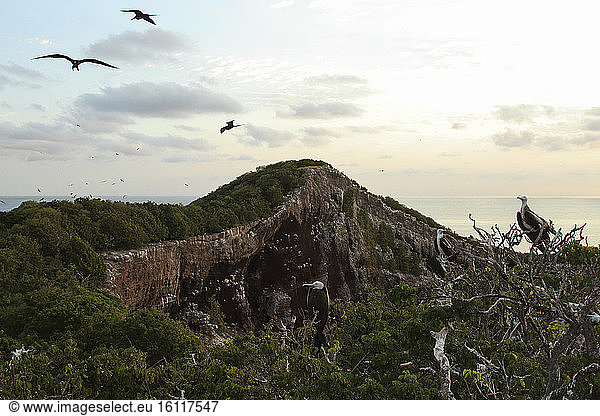Magnificent Frigatebird (Fregata magnificens) Immature and adults flying overhead  Isla Isabella  Nayarit  Mexico