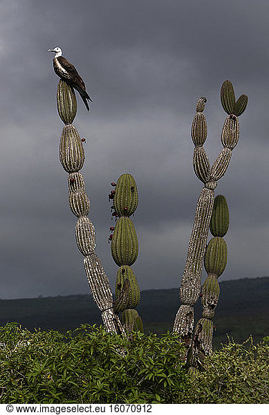 Magnificent Frigatebird (Fregata magnificens) immature on Candelabra cactus (Jasminocereus sp)  Lobos Island by San Cristobal Island  Galapagos Islands
